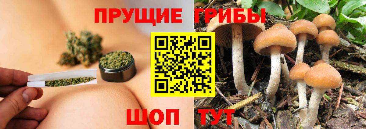 Псилоцибиновые грибы GOLDEN TEACHER  Вход с VPN  Псилоцибиновые грибы Magic Shrooms  Каспийск 